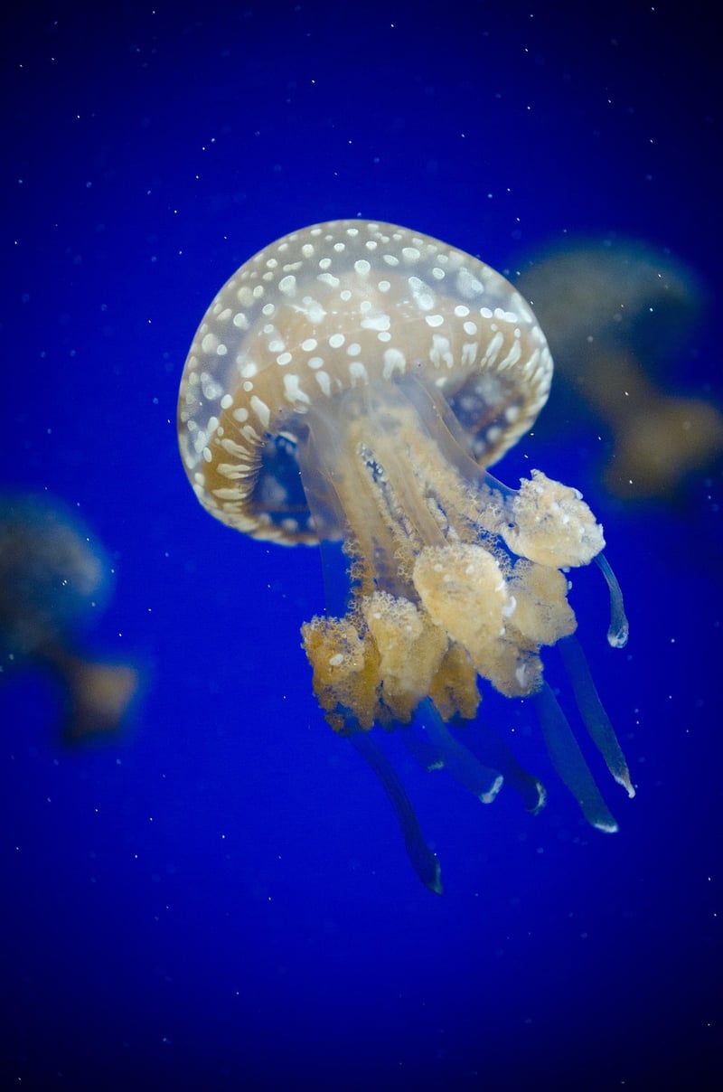 Giant Squid